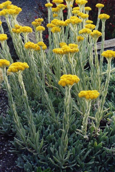 Helichrysum plicatum ssp plicatum photo